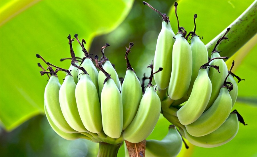 Plantains